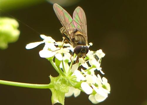 Réf. 342 144 : Parasyrphus punctulatus